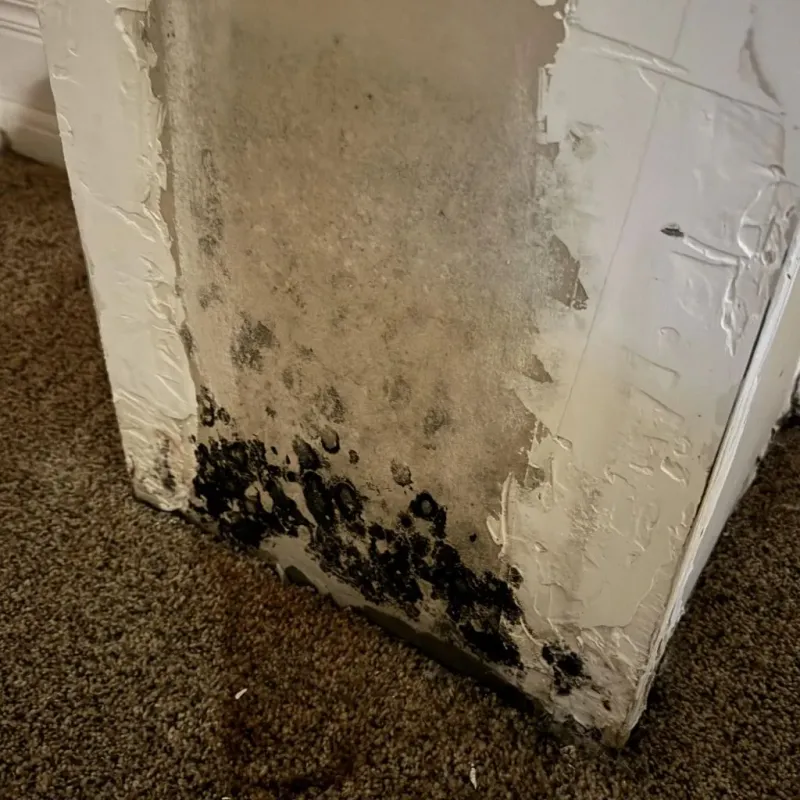 Professional Mold Removal in San Miguel, CA